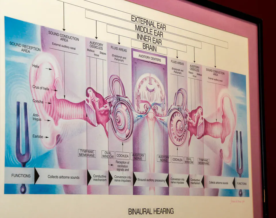 Framed chart showing the outer, middle and inner ear and the hearing pathway